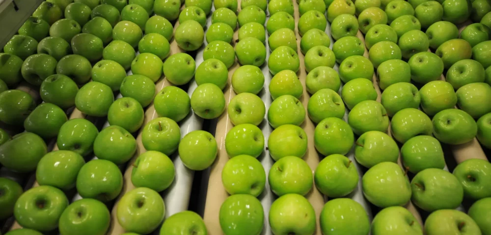 Rows of green apples