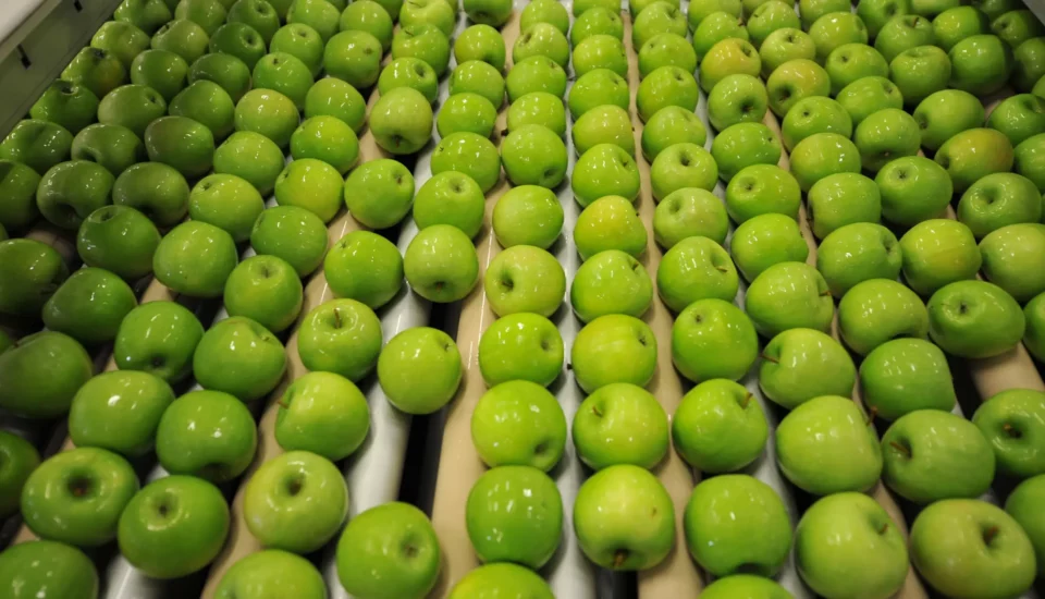 Rows of green apples