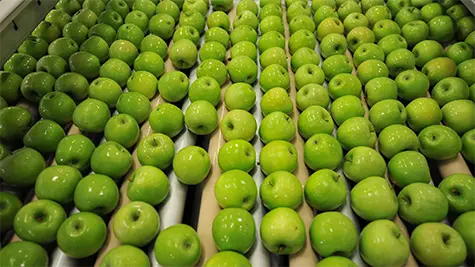 Clean and fresh green apples on conveyor belt in a fruit packaging warehouse